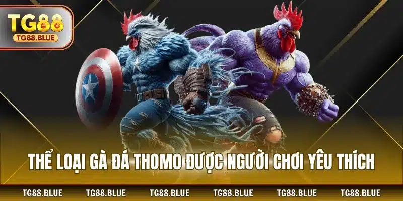 Thể loại gà đá thomo được người chơi yêu thích